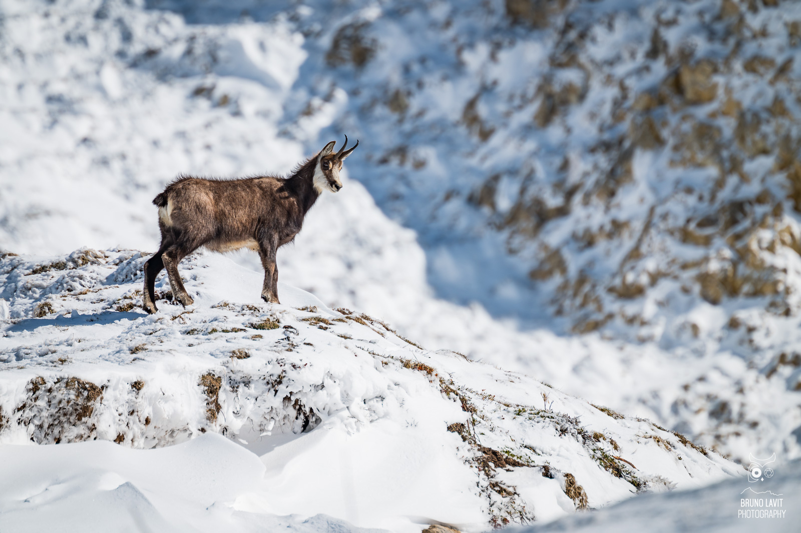 Chamois sur la Dent de Crolles Chartreuse — Bruno Lavit Photography